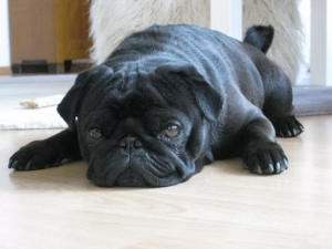 black-pug.png